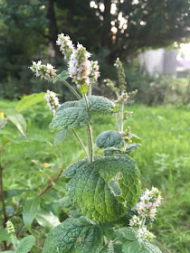 menthe suave, toute de feuilles blanches et de feuilles arrondies