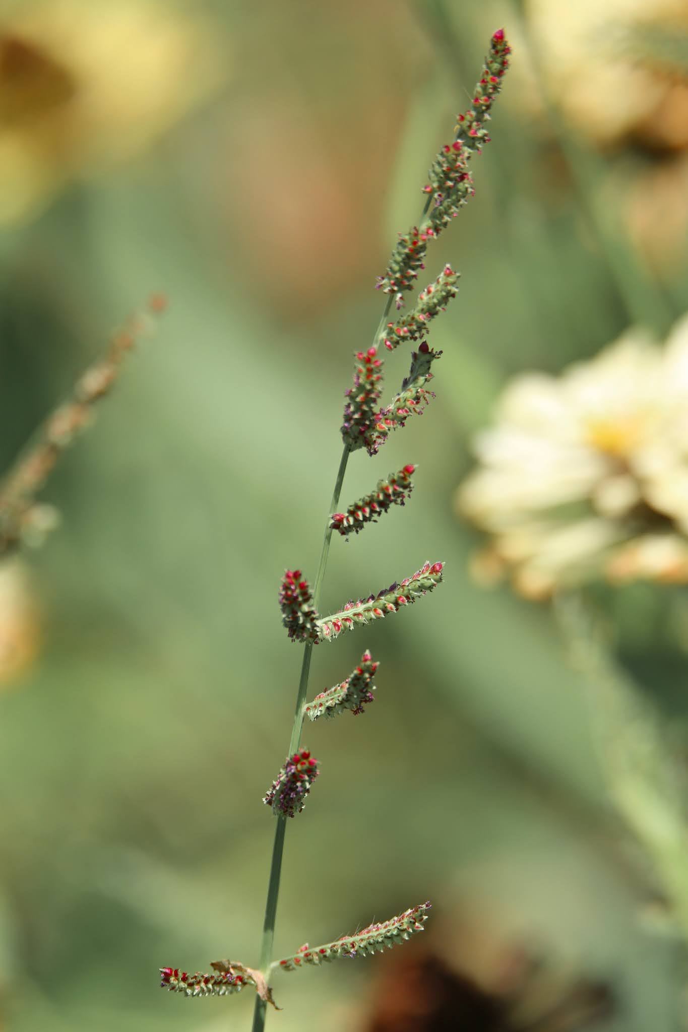 Most common Weeds and Wild flowers, and grasses with name in Karnataka,. India, high resolution free