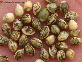 Marijuana Seeds