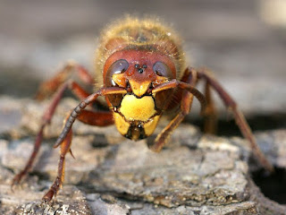 Frelon européen - Guichard - Vespa crabo