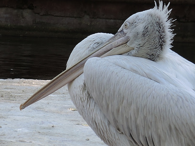 Antwerpen: de zoo: pelikanen