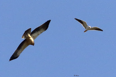 Black-winged Kite - mobbing Boote Eagle