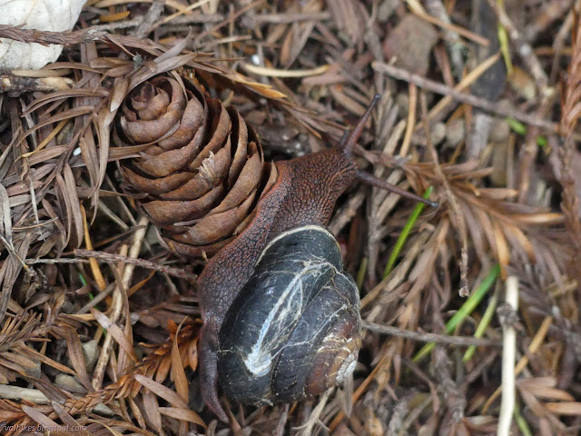 182: native snail