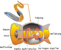 Eksresi Pada Hewan  Ikat Ilmu Dengan Tulisan