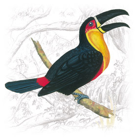 Tucano-de-Bico-Preto