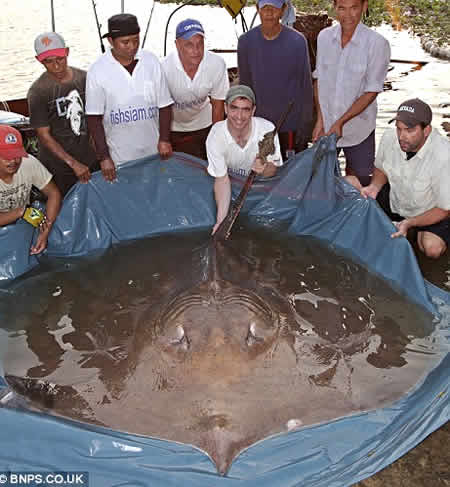 World's Biggest Stingray ever caught