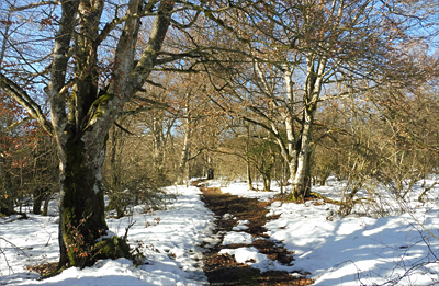 Hayedo nevado camino de Zalbizkar