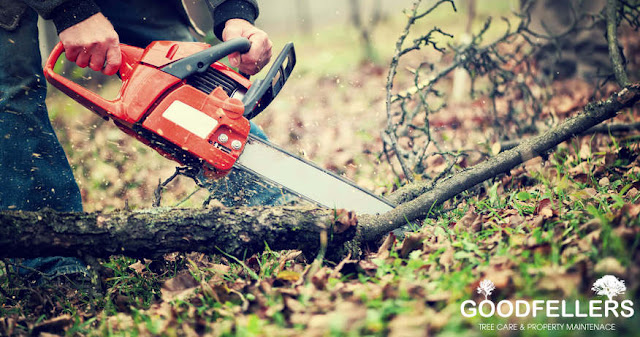 http://goodfellers.ie/tree-surgery/