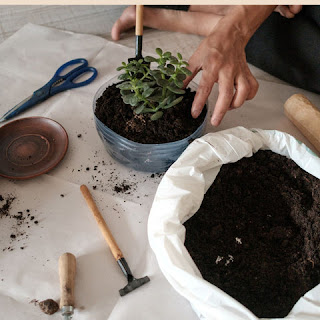 Choosing the Ideal Pot