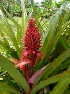 Ananas requin - Ananas bracteatus - Ananas le diable