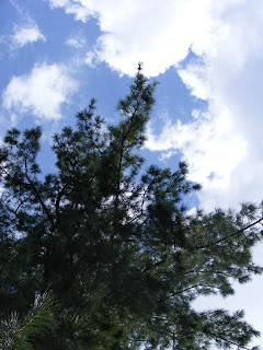 long trees and blue sky in Mushk Puri