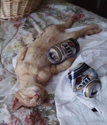 cat drink beer