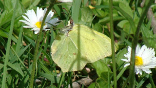 Gonepteryx rhamni male DSC52898