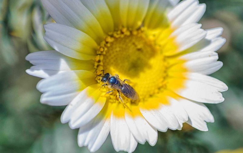 No sólo la abeja puede polinizar