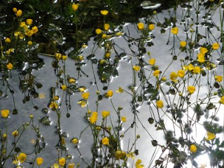 El milagro de la primavera sale a relucir en esta instantánea, con un sol plateado, sirviendo de alfombra a las flores amarillas.