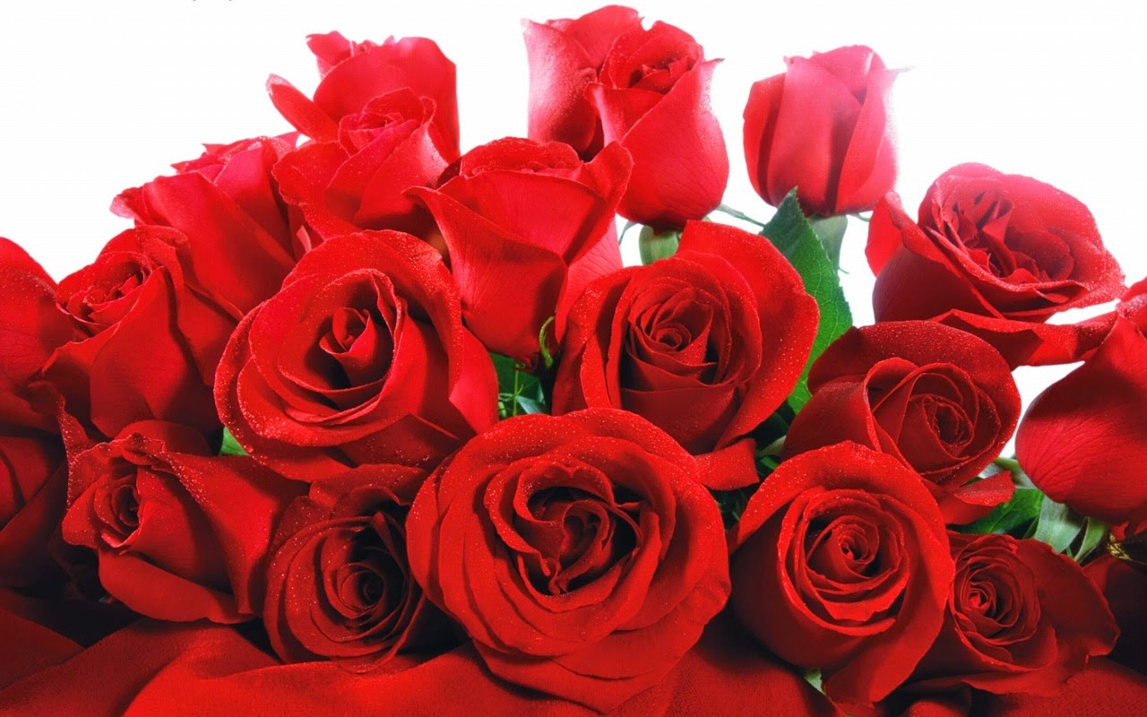Rosas vermelhas as queridinhas dos amantes e rom¢nticos estas est£o presente na maioria das historias de amor nos mais belos buquªs e tambén nos ambientes