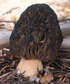 Morchella elata - Colmenilla