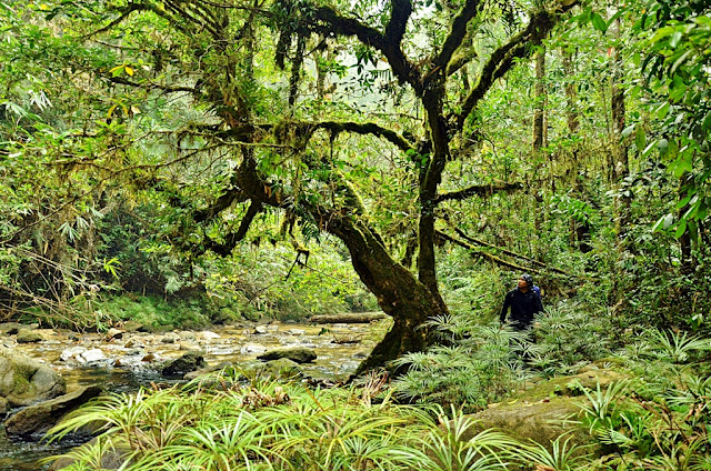 a hiker on beautiful scene of tropical rainforest trail