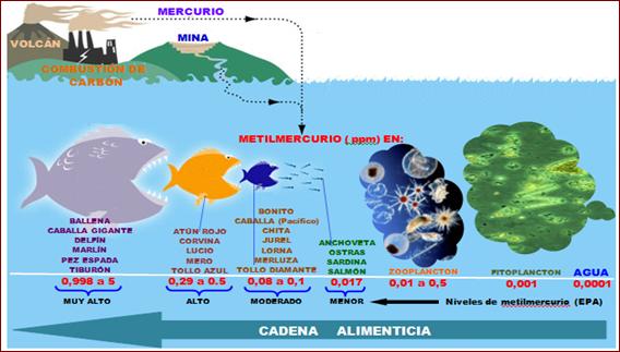 Resultado de imagen para metilmercurio