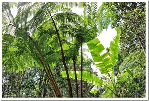 140805_Hawaii_BananaAeAe_018
