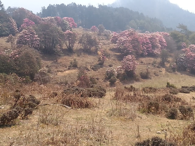 ढकमक्क  गुरास फुलेकाे जाङदाेरगाङ