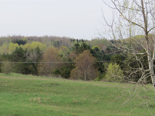 spring trees