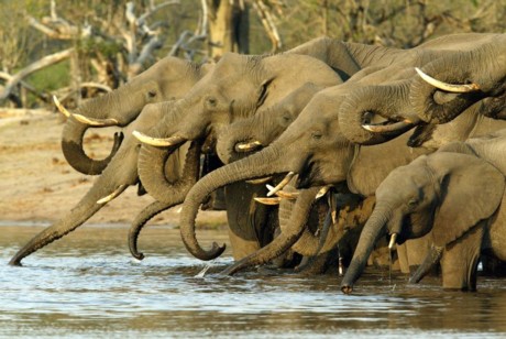 Fotos de grandes herbívoros salvajes Fotonostra - imagenes de animales de africa