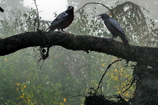 Dos cuervos posados en una rama.