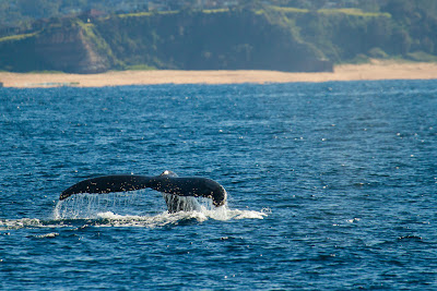 A Humpback tail slapping