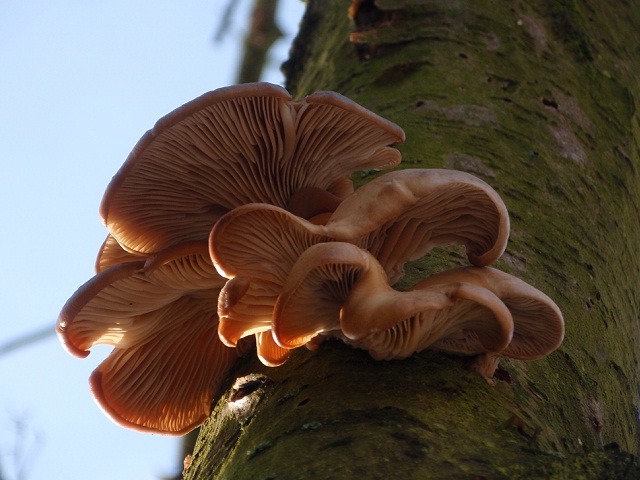 Pleurotus ostreatus