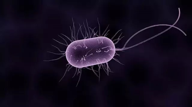 बैक्टीरिया:Definition, Habitat, Structure, Nutrition|Hindi