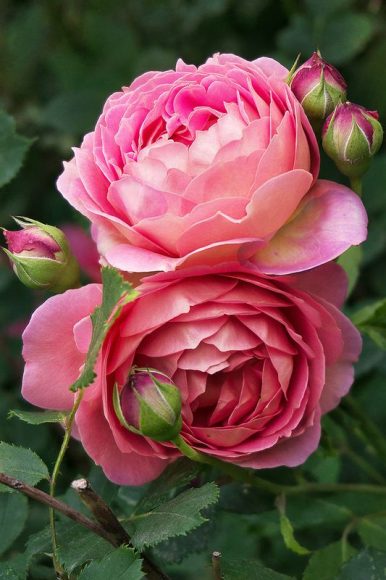 Hình ảnh hoa hồng đẹp và ý nghĩa của những đóa hoa hồng