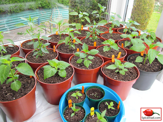 Chilli Plants in the Porch - 6th April 2022