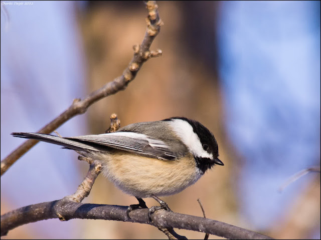 Pretty Small Bird Wallpaper