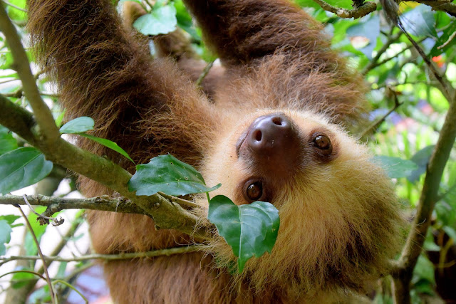 Sloth Cute Pictures in HD - Wallpaper