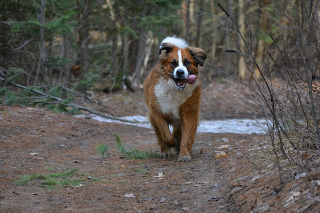 What you need to know about brewer's rice in pet food Paws For Reaction Brewers rice Saint Bernese