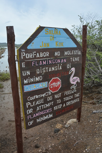 Jan Kok Flamingo Curacao