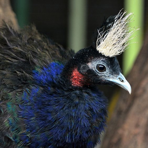 Congo Peafowl