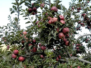 apple garden_Arunachala Pradesh