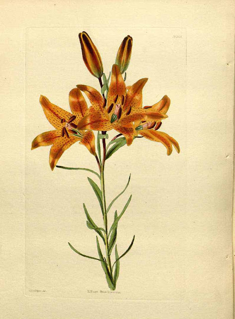 Лилия Буша (Lilium buschianum)