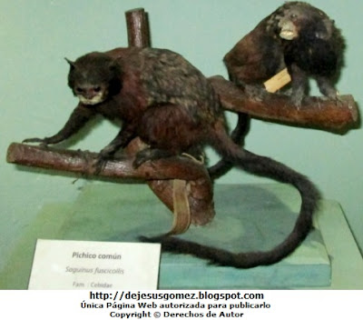 Foto del Pichico común (disecado) del Museo de Historia Natural. Foto del Pichico común tomada por Jesus Gómez