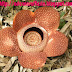 The Rafflesia is The World’s Largest Flower