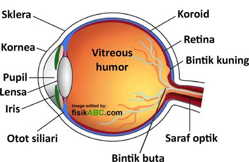 Proses Pembentukan Bayangan Pada Mata  Normal Manusia 