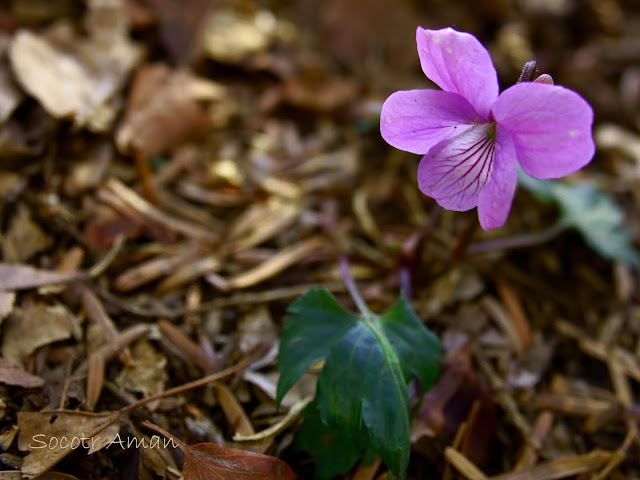 Viola eizanensis * bissetii