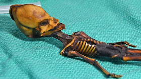 The Atacama Alien Mummy