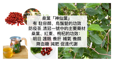 桑葉「神仙葉」 有 駐容顏、烏鬚髮的功效 防疫茶 清冠一號中的主要藥材 桑葉、紅棗、枸杞的功效： 明目 護眼 養肝 補氣 養顏  降血糖 減肥 促進代謝