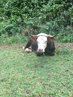 Livestock Fatu Hiva