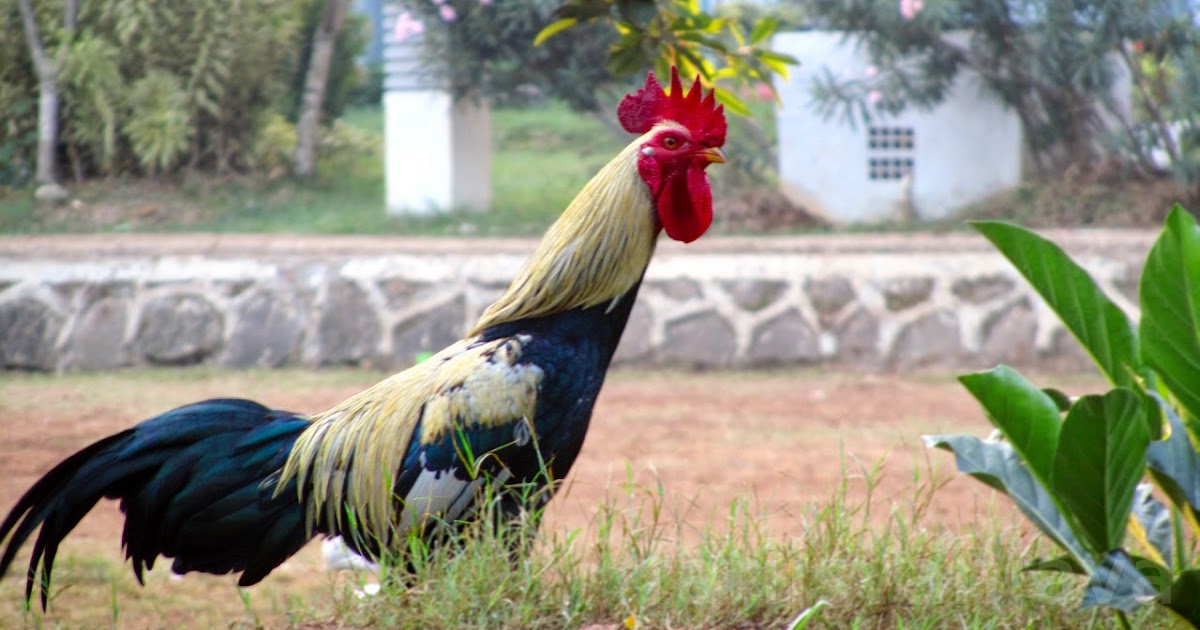  Gambar  Ayam  Jago  Gambar  Pemandangan