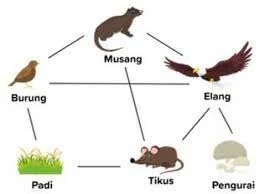 Latihan soal IPA kelas VI