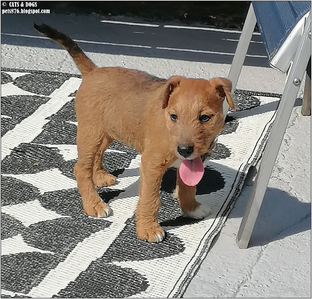 lakeland terrier